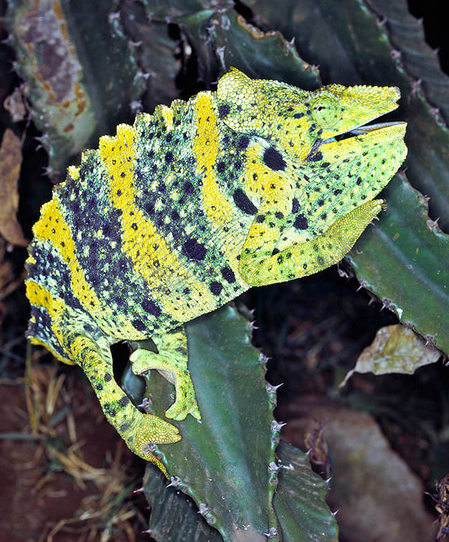 Trioceros melleri, Caméléon de Meller, Caméléon cornu géant, Chamaeleonidae