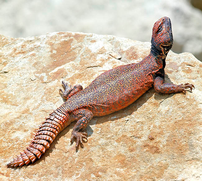 Uromastyx acanthinura, Uromastyx acanthinurus, Agamidae