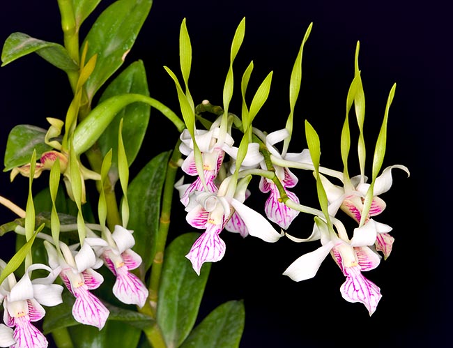 Dendrobium stratiotes: epiphyte with stems which may exceed 150 cm and 2 cm of diametre © Giuseppe Mazza
