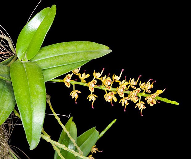 Pteroceras teres is a nice epiphytic mini-orchid with 20 cm inflorescences © Giuseppe Mazza