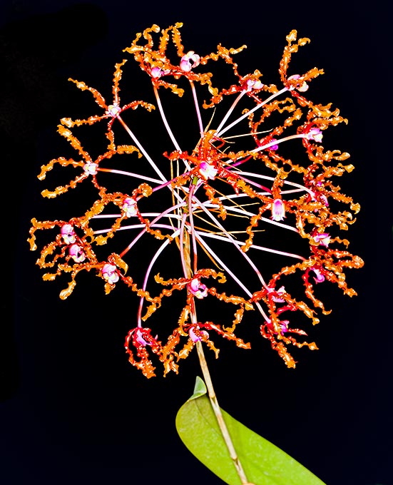 La inflorescencia pirotécnica de la Laelia lueddemannii alcanza los 80 cm © Giuseppe Mazza