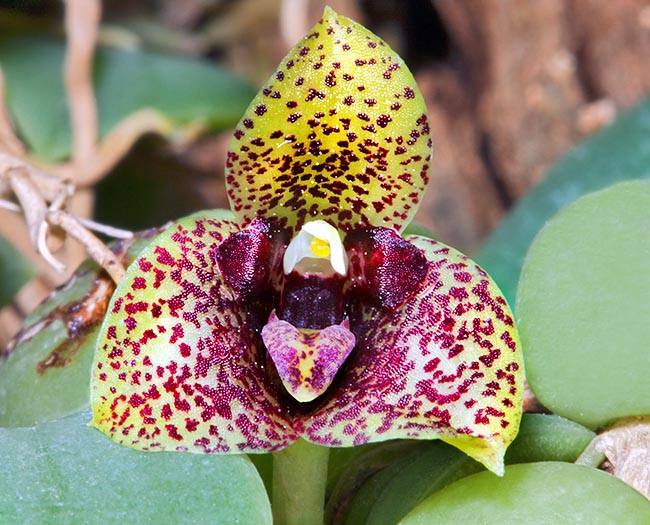 The weird flower of this epiphytic orchid is less than 2 cm. A small jewel for lovers © Giuseppe Mazza