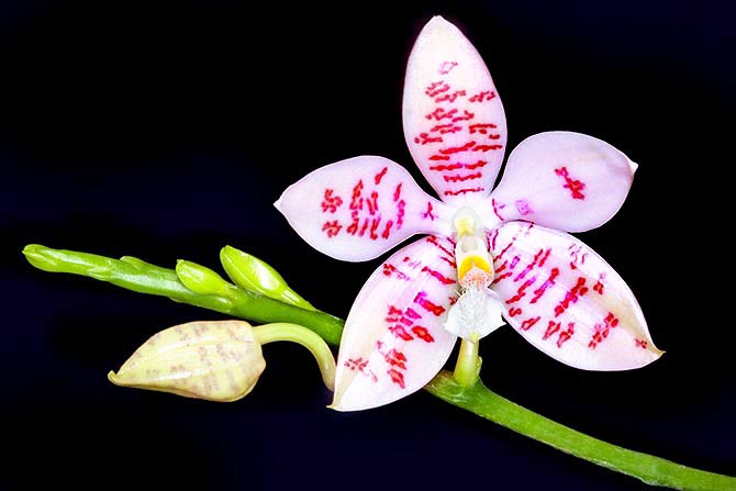 Phalaenopsis lueddemaniana est très diffusée auprès des collectionneurs d’orchidées botaniques pour sa culture facile  © Giuseppe Mazza