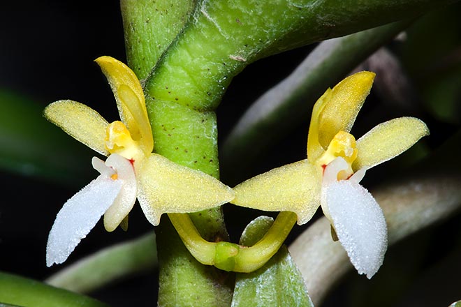 La Trichoglottis bipunctata es una orquídea en miniatura epífita, rara en cultivación © Giuseppe Mazza