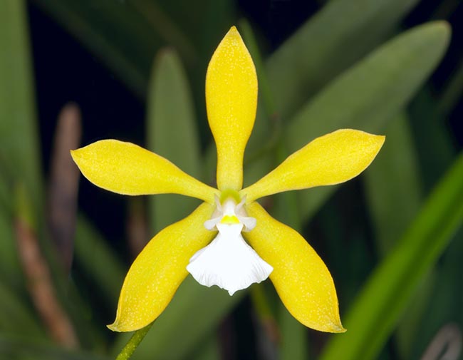 Similar to butterflies, Encyclia tampensis flowers last even 7 weeks. Easy cultivation © Giuseppe Mazza