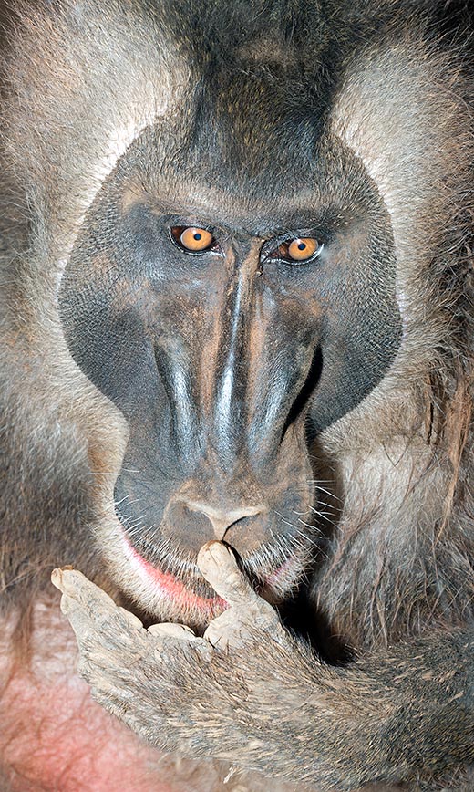 A pensive, almost human, attitude of a Mandrillus leucophaeus © Giuseppe Mazza