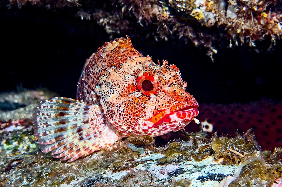 Lo Scorfanetto squamoso (Scorpaena maderensis) è presente in tutto il Mediterraneo, eccetto il Mar Nero, ma lo troviamo anche nell’Atlantico dal Golfo di Biscaglia al Senegal .