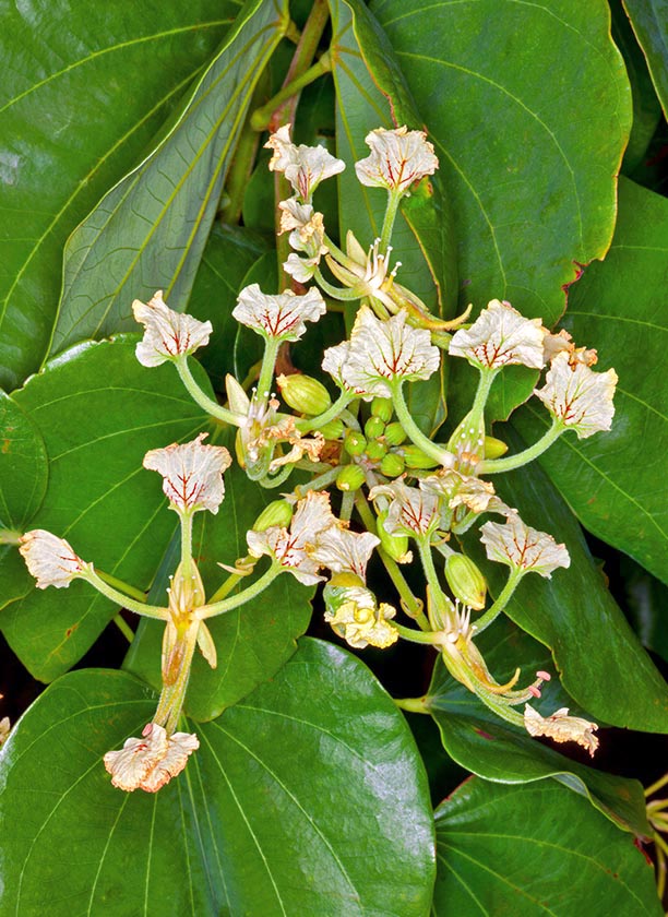 La Bauhinia bassacensis es una trepadora tropical, supera los 10 m © Giuseppe Mazza