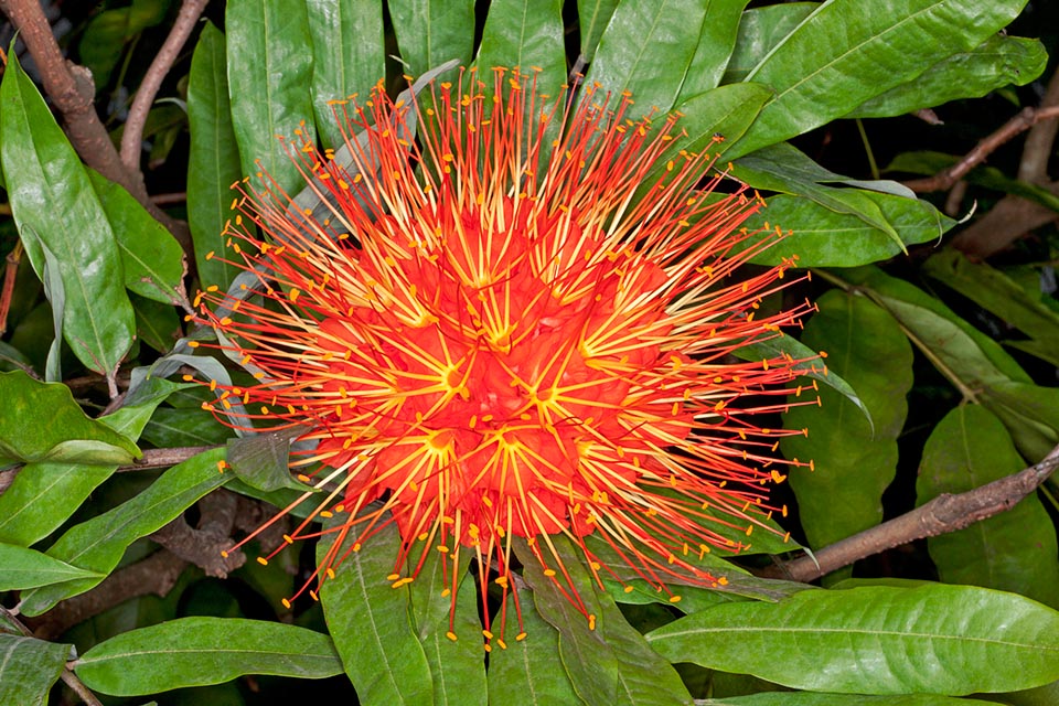 Haut jusqu’à 10 m, Brownea macrophylla est un arbre d’Amérique centro-méridionale tropicale. Comme son nom l’indique, les feuilles composées sont de bonne taille : 20-40 cm avec des folioles de 10-25 cm. Les inflorescences, de 15-25 cm de large à 30-50 fleurs en contact étroit entre elles, surgissent du tronc ou des branches principales. Riches en nectar, elles sont principalement pollinisées par des colibris. Espèce assez rare dans la nature mais fréquente dans les jardins des tropiques autant par sa floraison éclatante que par l’aspect et les couleurs caractéristiques des feuilles nouvelles pendantes, presque blanches ou rose © Giuseppe Mazza