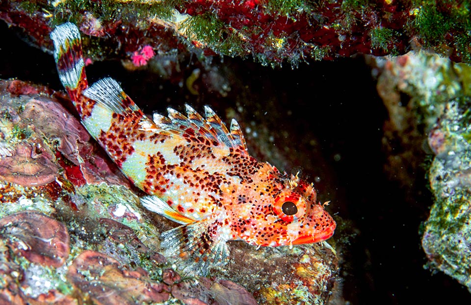 Scorpaena maderensis mesure habituellement 10 cm et se reconnaît aisément aux 3 bandes sombres sur le corps, sous les rayons mous de la nageoire dorsale, du pédoncule et de la nageoire caudale.