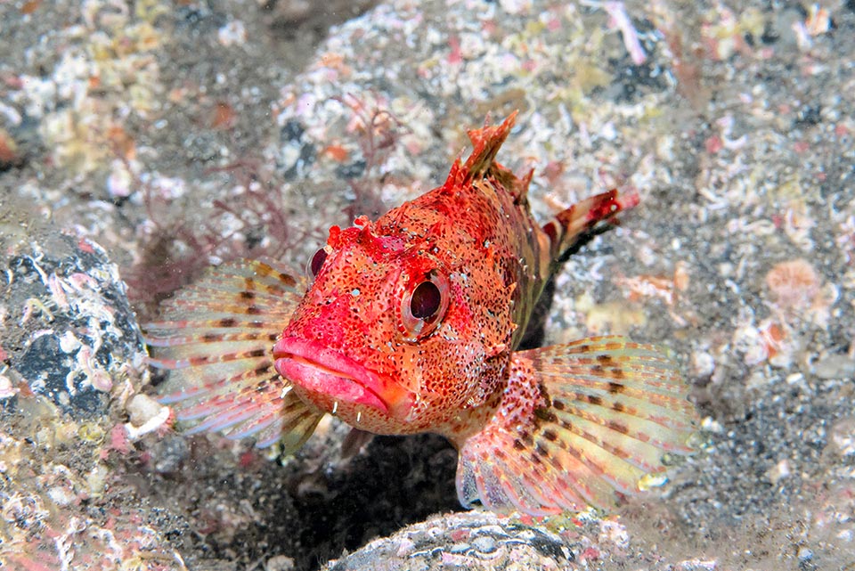 The head of Scorpaena maderensis is less massive than the other scorpionfishes, protected by strong spines with two pairs of white skin flaps hanging from the lower lip.