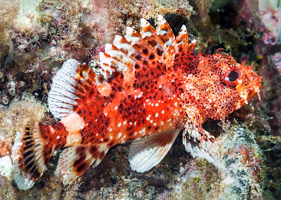 On identifie au premier coup d'œil Scorpaena maderensis grâce aux deux traits blancs face à face, à base élargie, au point le plus étroit du pédoncule caudal.