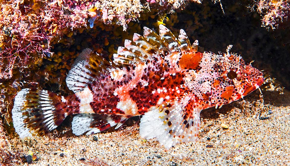 Organes défensifs, les rayons épineux venimeux de la nageoire dorsale sont ici bien visibles. La livrée de camouflage de Scorpaena maderensis peut se teindre de marron, de lie de vin ou de rouge.