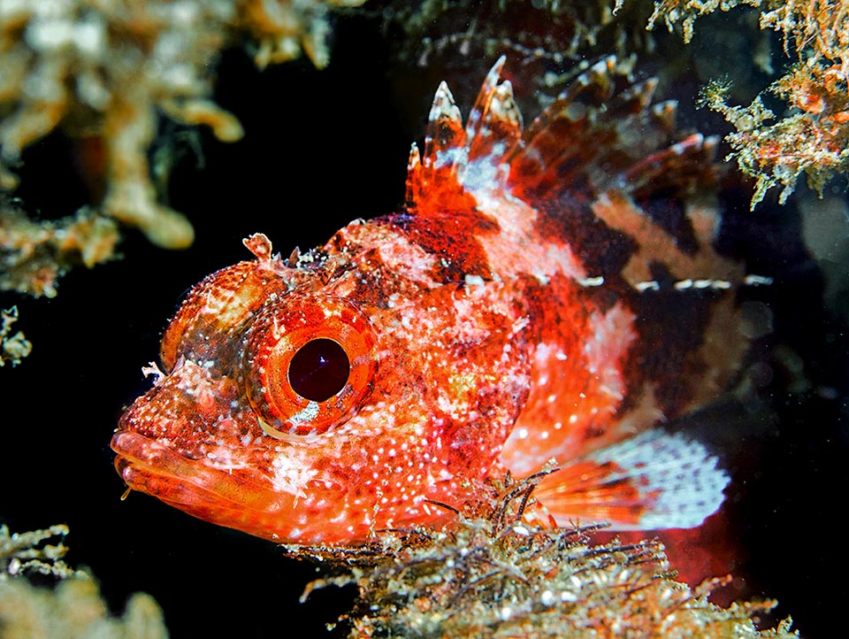 L’occhio di Scorpaena maderensis è grande per una perfetta visione anche nel buio e caccia d’agguato piccoli crostacei e pesciolini che aspira spalancando improvvisamente la bocca.