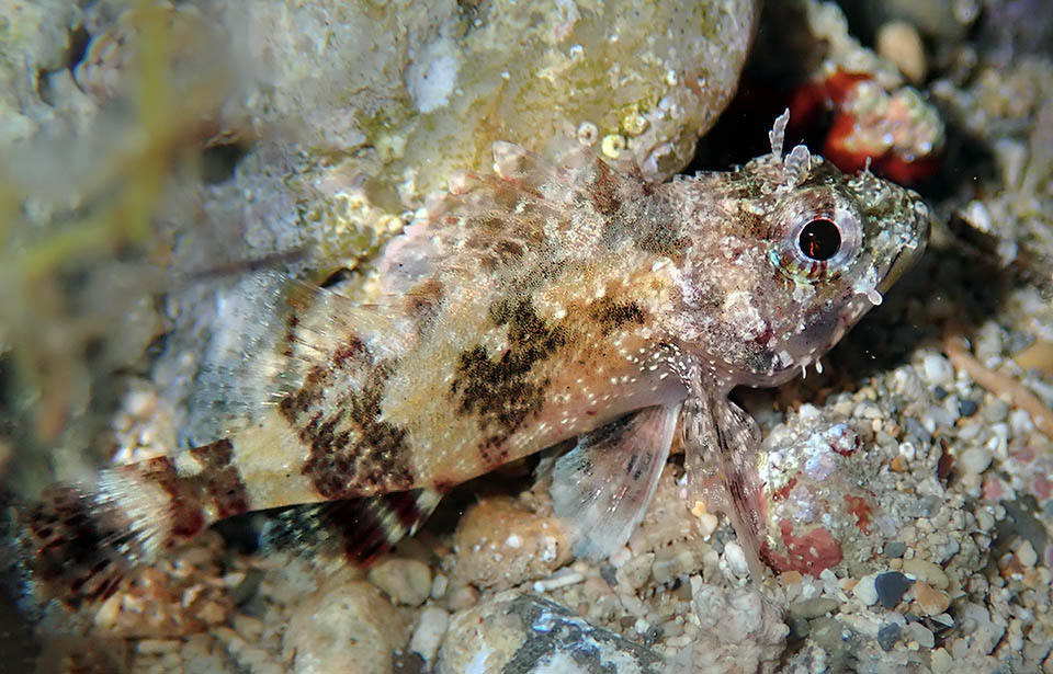 A young of Scorpaena maderensis. We already note well the elements of the livery with the typical small white lines facing each other in the narrowest point of the caudal peduncle.