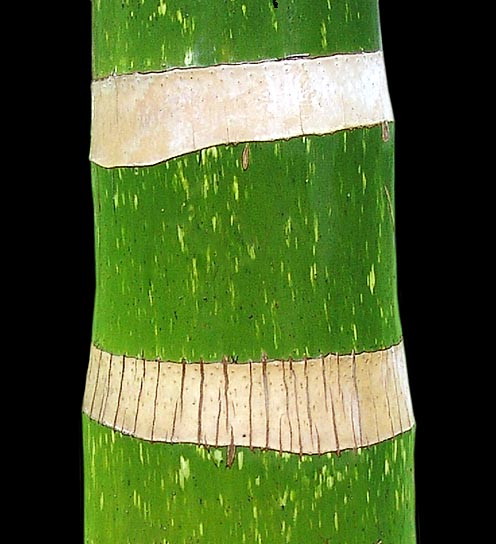 Cette espèce a un grand effet décoratif, isolée ou en groupe. Le stipe est orné, comme chez la pastèque, de taches dans la partie verte et de traces foliaires © Pietro Puccio