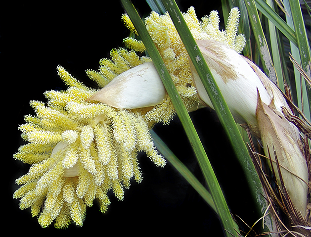 L'inflorescence, longue de 60 à 70 cm, est spectaculaire. La structure de la fleur est primitive © Pietro Puccio