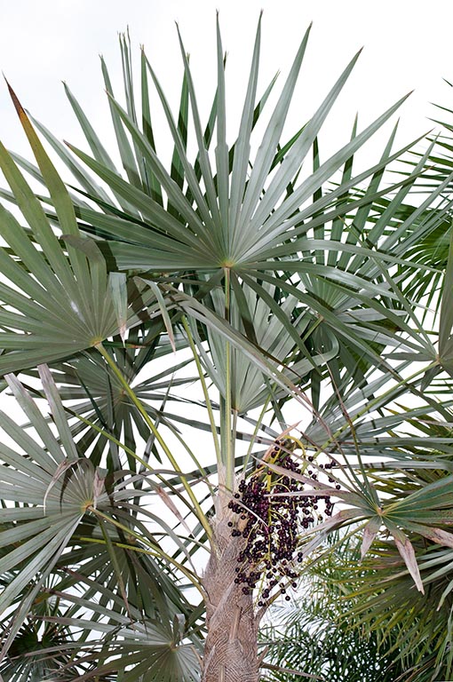 The Coccothrinax scoparia is an ornamental palm for the tropics © Giuseppe Mazza