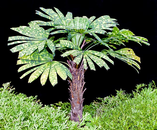 Licuala mattanensis excède rarement 3 m. Très beau palmier mais difficile à cultiver © Giuseppe Mazza