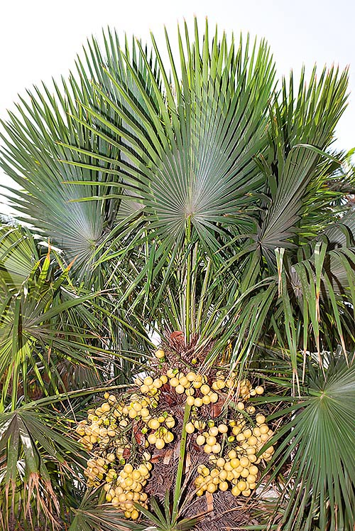 La Trithrinax brasiliensis es poco cultivada, si bien resiste el frío © Giuseppe Mazza