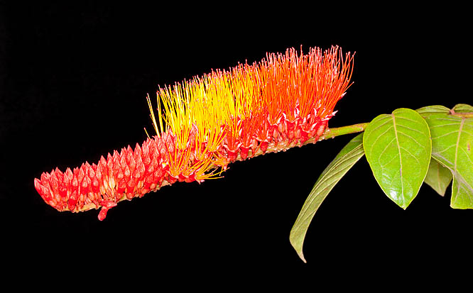 Le infiorescenze sono spighe dense di 10-16 cm con fiori sessili e stami filiformi di 3 cm © Giuseppe Mazza