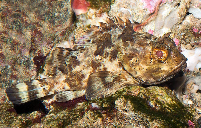 Scorpaena Porcus Monaco Nature Encyclopedia