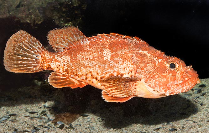 The Slender rockfish (Scorpaena elongata) is fairly long, without poisonous spines © Giuseppe Mazza