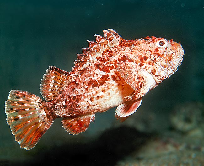 Red scorpionfish (Scorpaena scrofa) is the biggest in Mediterranean, with 50 cm and 3 kg © Giuseppe Mazza