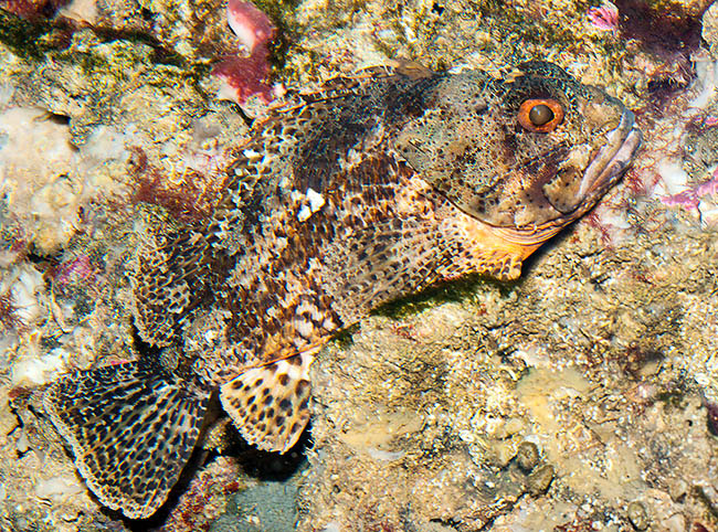 Small red scorpionfish (Scorpaena notata) is characterized by mimetic dots also on the fins.