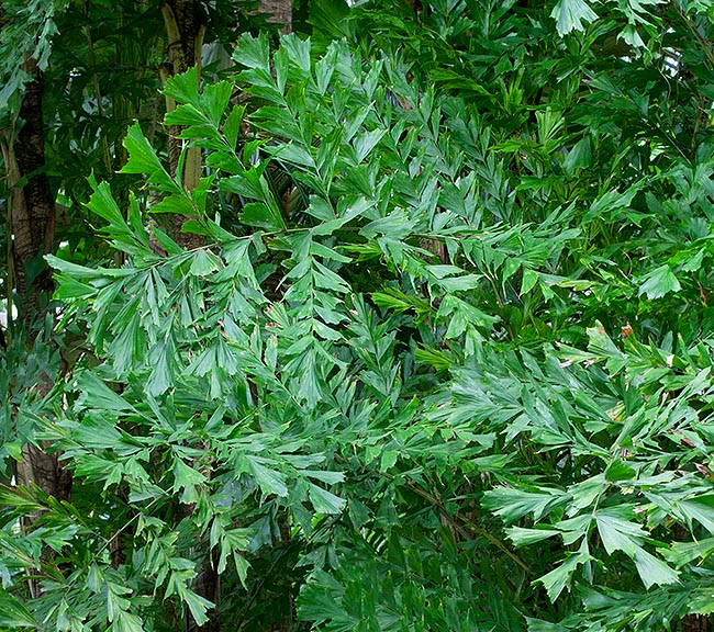 Las características hojas bipinnadas alcanzan 2-2,8 m sobre un pecíolo de 0,8-1,2 m © Giuseppe Mazza