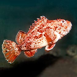 Scrfna Fish Scorpaena scrofa - Monaco Nature Encyclopedia