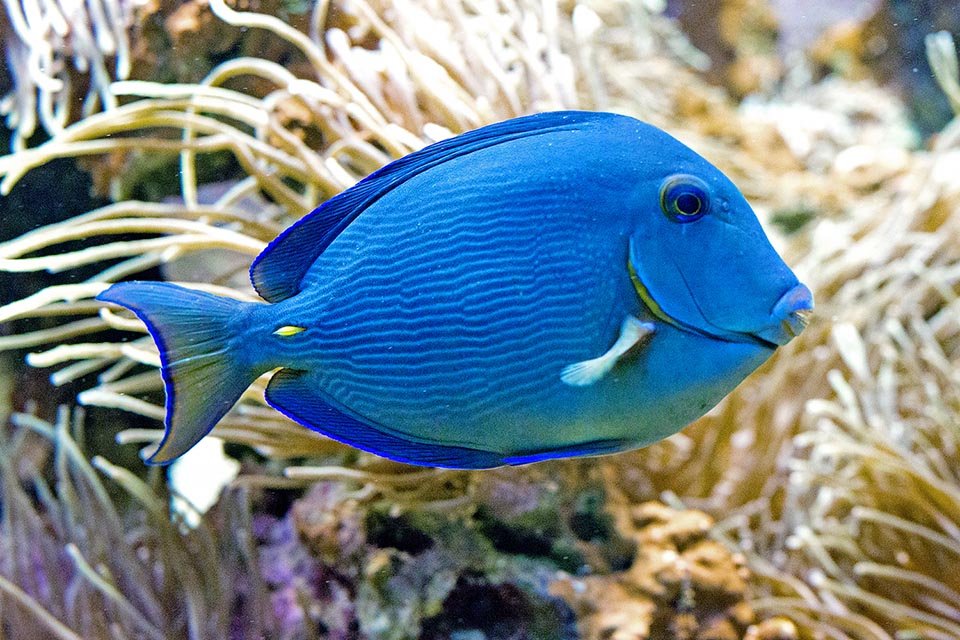 With its elegant mimetic livery of thin broken lines, Acanthurus Coeruleus lives in the tropical waters of the American atlantic coast 