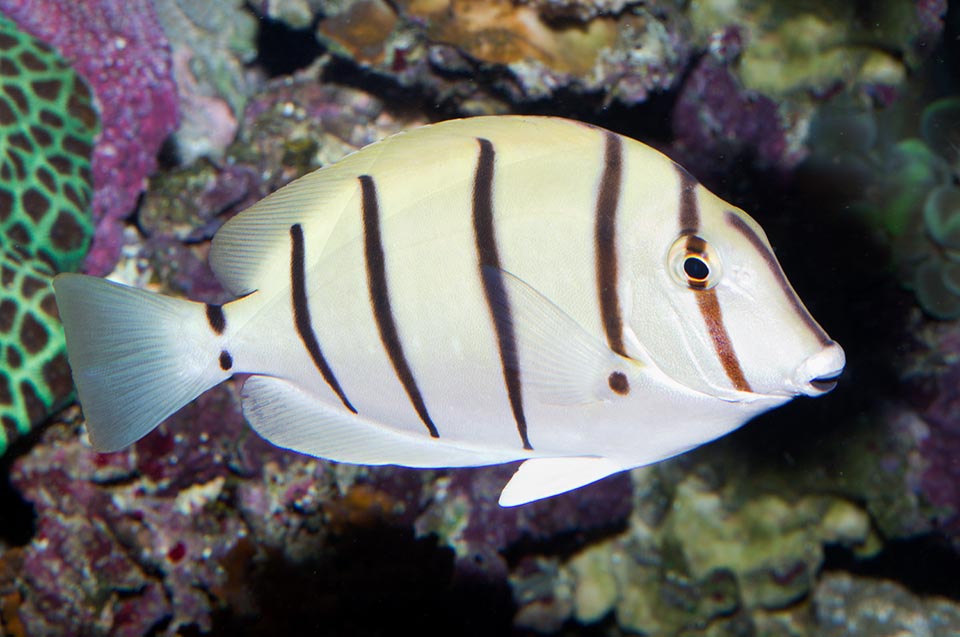 Exception faite des côtes de la péninsule arabique Acanthurus triostegus est très largement répandu dans l'Indo-Pacifique tropical jusqu'aux Galapagos