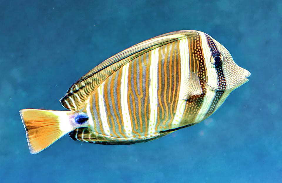 The Sailfin tang (Zebrasoma velifer) is present in the Indo-Pacific tropical waters up to Hawaii and the Tuamotu Islands and Pitcairn.