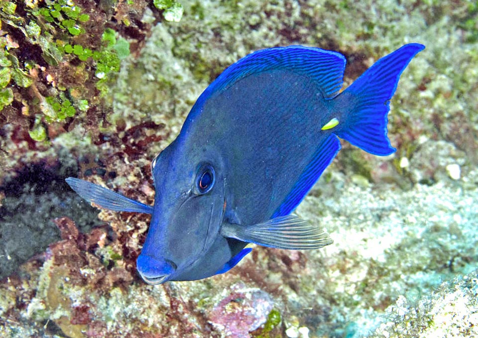 Il corpo di Acanthurus coeruleus è piatto. Sul colore di fondo blu spicca, ammonendo i predatori, l’astuccio giallo con la lama tagliente del peduncolo caudale. 