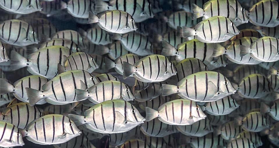 Il peut former de grands bancs lorsqu'il broute ou en période de reproduction quand les femelles pondent des milliers d'œufs pélagiques au milieu de nuages de sperme 