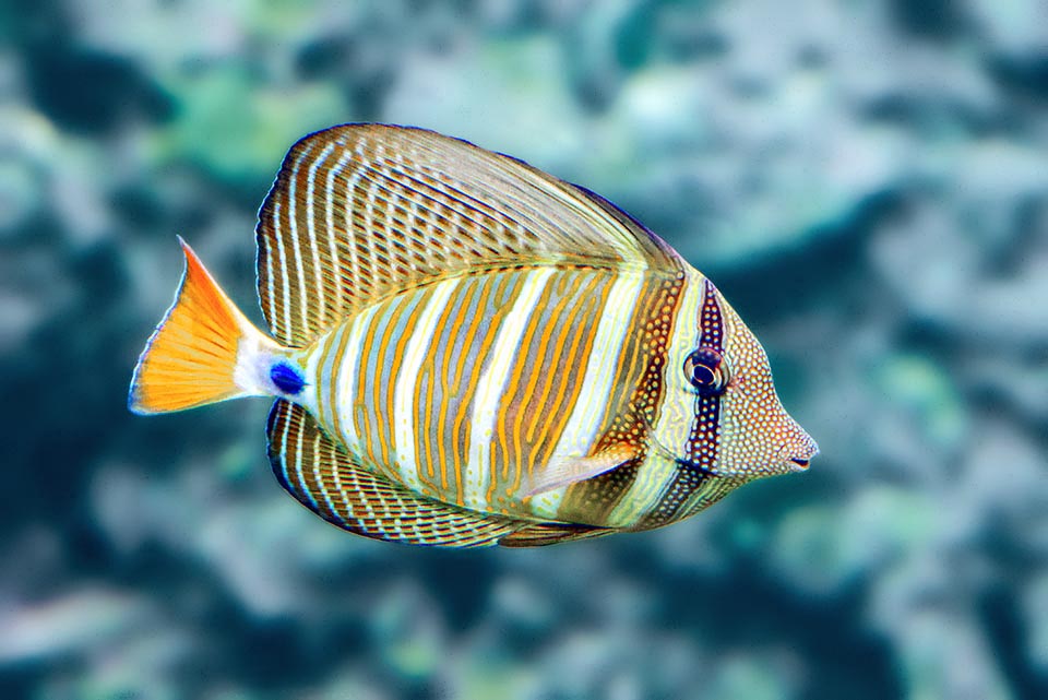 Zebrasoma velifer est un des rares poissons-chirurgiens à bandes verticales. Sur le pédoncule caudal, la lame tranchante caractéristique est surlignée en bleu : les prédateurs sont avertis.