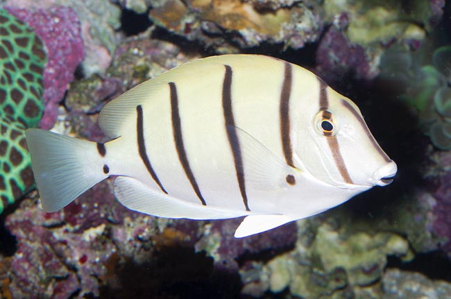 Acanthurus triostegus, Acanthuridae, Cirujano Convicto Acanthurus triostegus, Acanthuridae, Cirujano Convicto