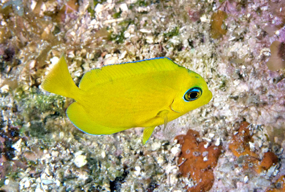 Les juveniles, étonnammment jaunes, vivent en bancs et présentent déjà un liseré bleu sur leurs nageoires anales et dorsales