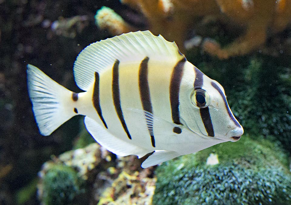 The body, silver grey on the sides, tending yellow-olive in the upper part, is grooved by five showy vertical lines, plus a thin one crossing the snout 