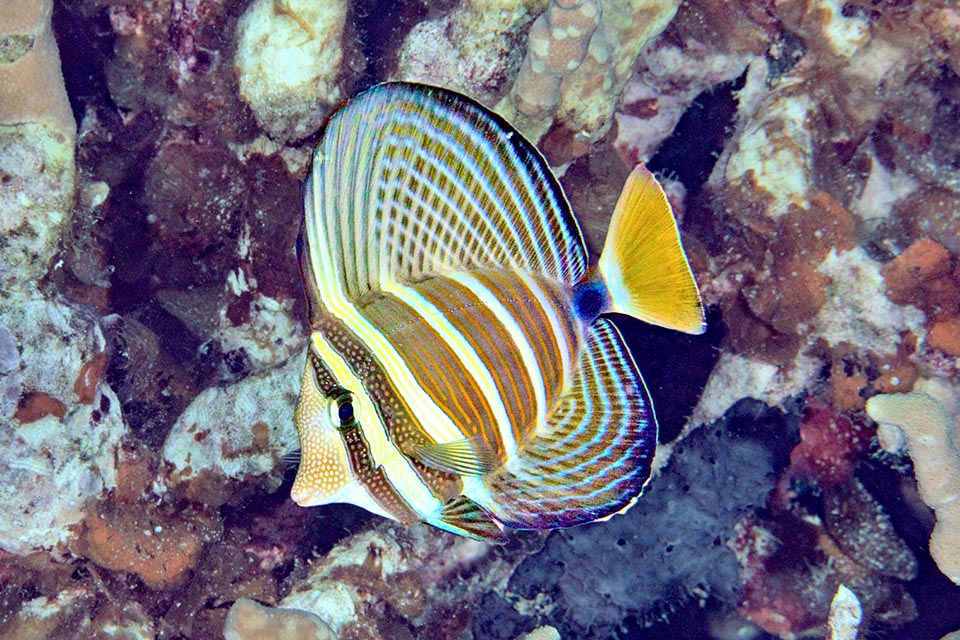 Zebrasoma velifer may immediately double its own size spreading the dorsal and anal fins to frighten the importunate or for fleeing quickly while these ones are thinking.