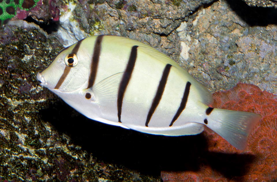 Also on the caudal peduncle is hinted an incomplete band, whilst is not highlighted, as normal, to warn intruders, the case from where gets off the sharp defensive blade typical to the Acanthurus. Obviously it is not needed: the livery is very easy to remember and the aggressors know well that they will be greeted with sharp lashes