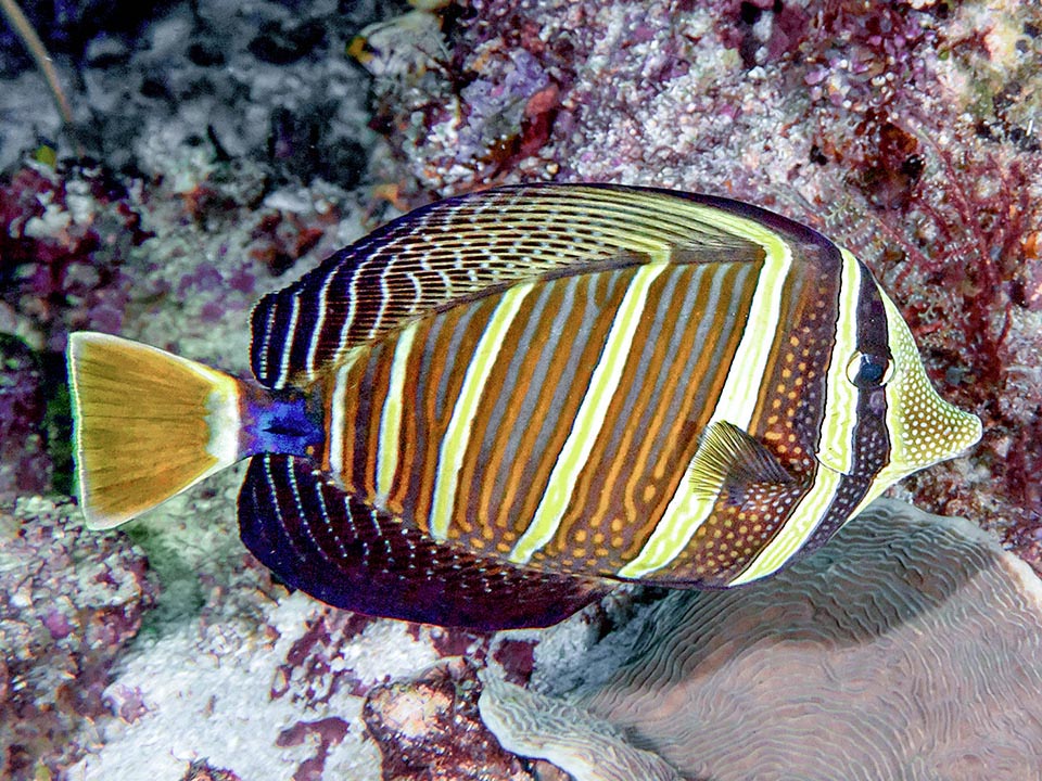 I denti di Zebrasoma velifer sono più grandi degli altri Zebrasoma perché pascola tutta la giornata nutrendosi di fanerogame e macroalghe frondose.