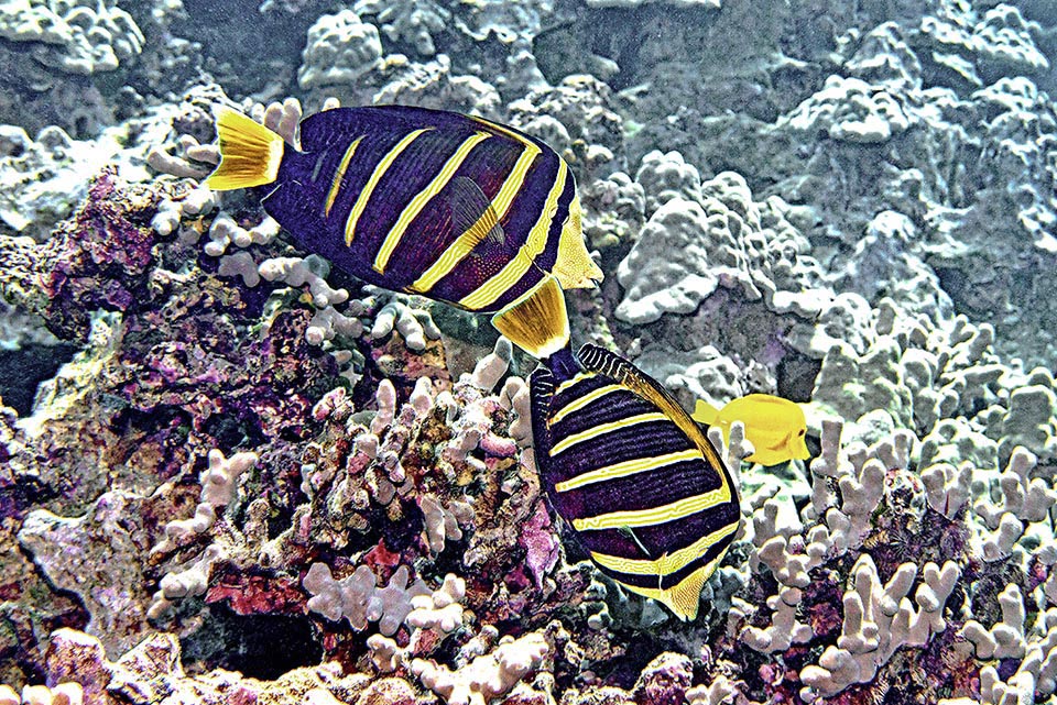 Reproduction of Zebrasoma velifer is not collective but happens swimming in pairs. Eggs and larvae are given entrusted to the currents.