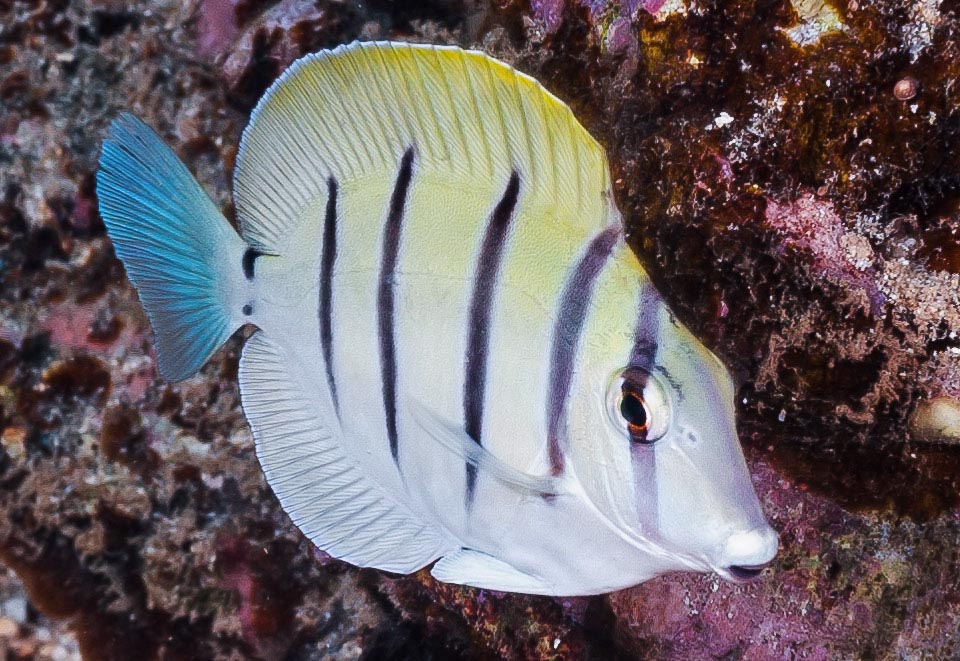 Due to their low cost, the young often end up in the home aquaria where they die of hunger and stress. Luckily Acanthurus triostegus is not an endangered species