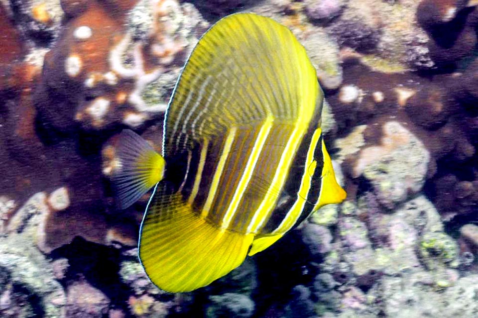 Las juveniles de Zebrasoma velifer crecen al abrigo de las madréporas y tienen una librea simplificada con bandas verticales amarillas y negras.