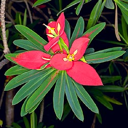 Euphorbia punicea - Monaco Nature Encyclopedia