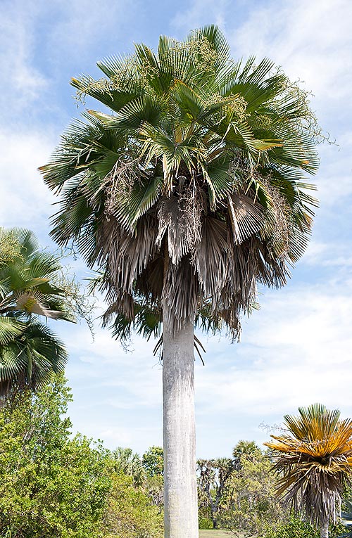 Even 20 m tall, Copernicia baileyana comes from Cuba © Giuseppe Mazza