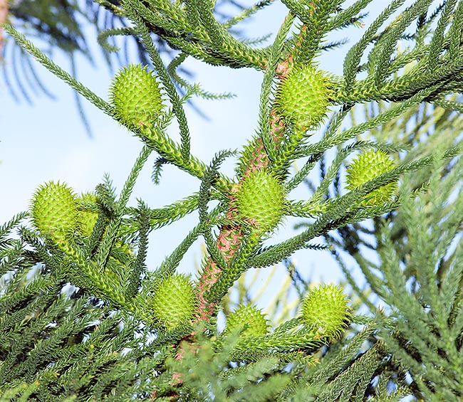 Araucaria cunninghamii avec des cônes femelles ovoïdes de 6 à 10 cm dans la partie haute du feuillage © G. Mazza