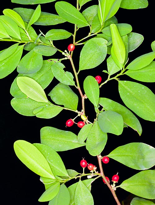 Erythroxylum novogranatense, Erythroxylaceae, cocaina